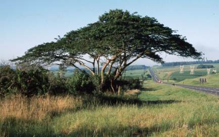 Albizia adianthifolia