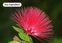 Albizzia Julibrissin Bark Extract