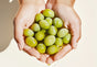Terminalia Ferdinandiana Fruit Extract